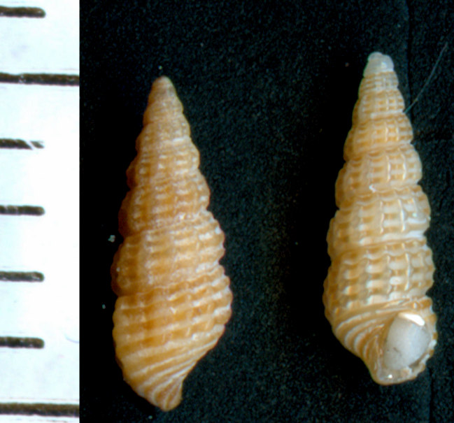 Bittium jadertinum